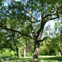Quercus robur silhouette